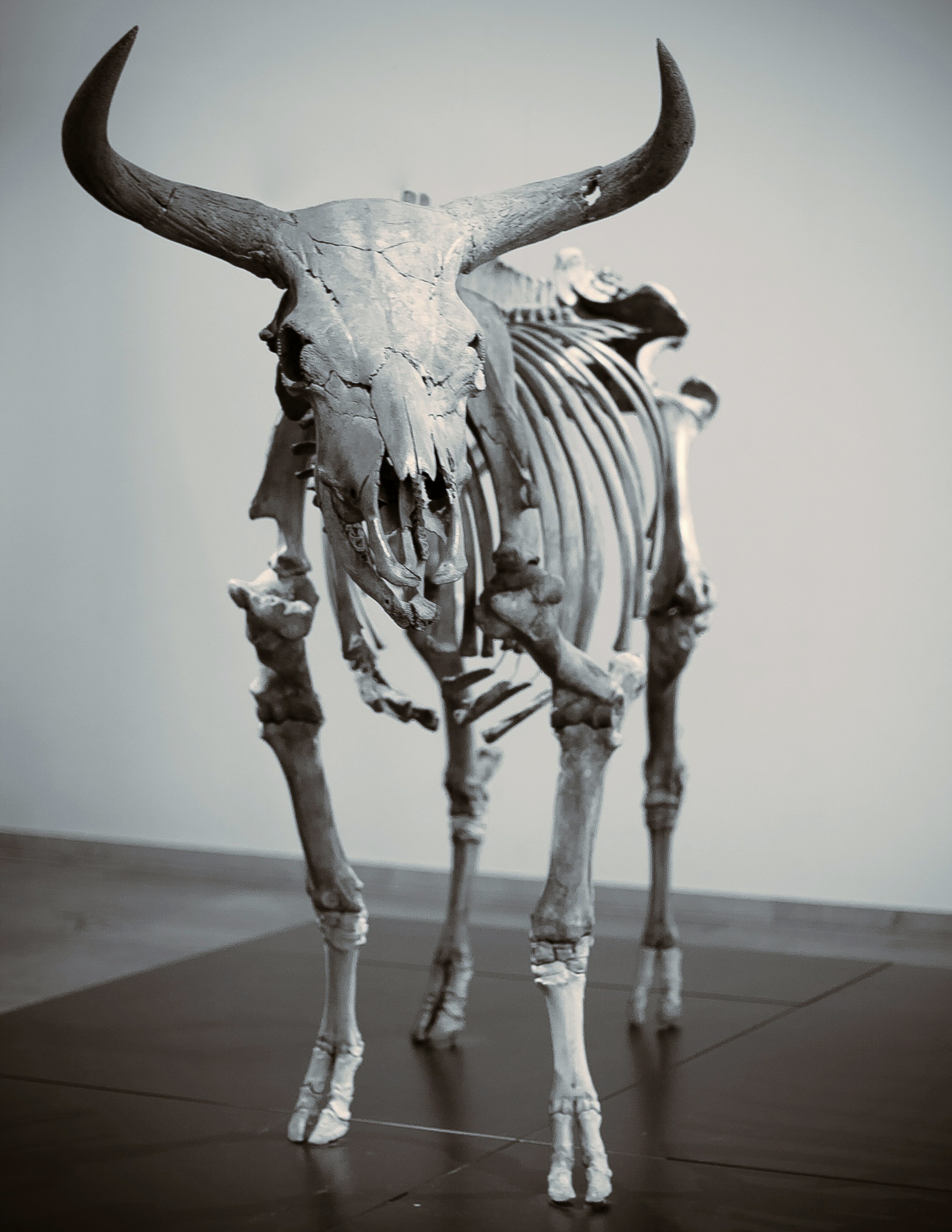 The Aurochs, Vig